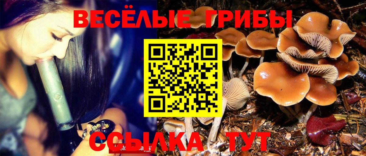 Ржев  Псилоцибиновые грибы Psilocybe  Вход с VPN 
